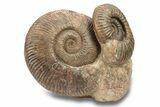 Wide, Jurassic Ammonite (Hammatoceras) Display - France #279353-2